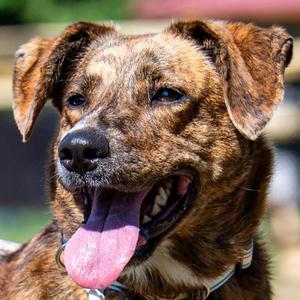 Maple, Mixed Breed (Medium), adult, available for adoption