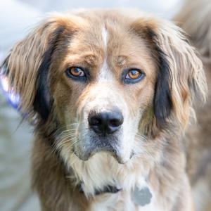Munch *Avial by Appt*, Mastiff, young, available for adoption