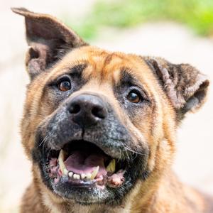 Thurgood, Shepherd, senior, available for adoption