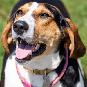 Fancee, Coonhound, young, available for adoption