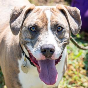 Cash, Mixed Breed (Medium), young, available for adoption