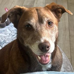 Skyler *Avail By Appt*, Shepherd, senior, available for adoption