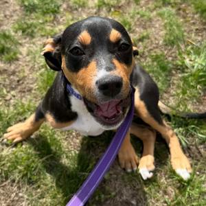 Poppy, Mixed Breed (Medium), available for adoption