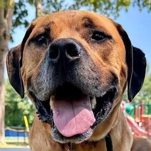 Apollo, Boxer, adult, available for adoption