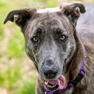 Xaria *Avail by Appt*, Mixed Breed (Large), adult, available for adoption