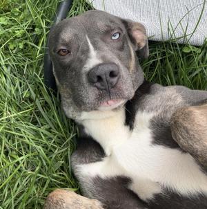 Paulie-D, Husky / American Staffordshire Terrier, adult, available for adoption
