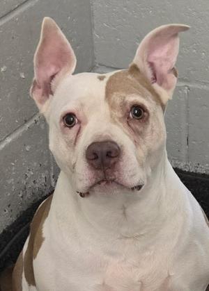 a white and brown dog with large ears and brown eyes
