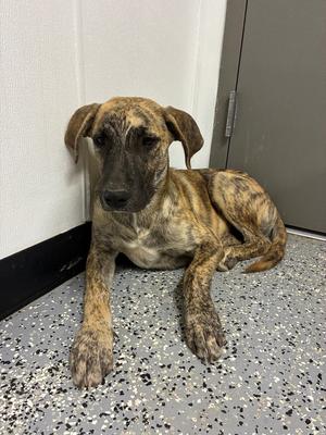 Bodie, Black Mouth Cur/Mixed Breed, young, available for adoption