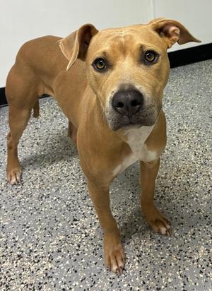 Hazel, Staffordshire Bull Terrier/Mixed Breed, young, available for adoption