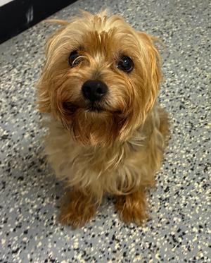 Buck, Yorkshire Terrier Yorkie, senior, available for adoption