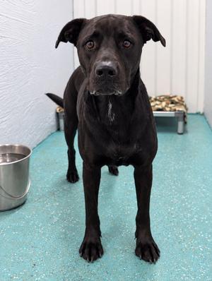 Luna, Pit Bull Terrier/Mixed Breed, young, available for adoption