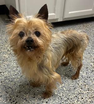 Buster, Yorkshire Terrier Yorkie, senior, available for adoption