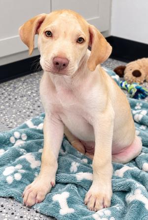 Luke Skywalker, Pit Bull Terrier/Labrador Retriever, puppy, available for adoption