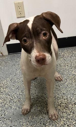 Moana, Staffordshire Bull Terrier/Mixed Breed, young, available for adoption