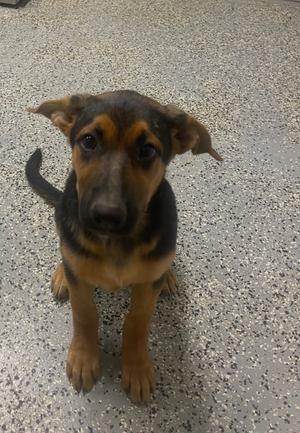Kiwi, Shepherd/Mixed Breed, puppy, available for adoption