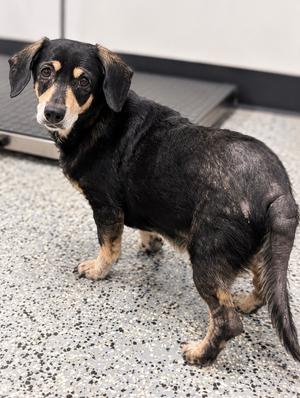 Darla, Dachshund/Mixed Breed, adult, available for adoption