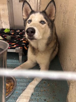Denny, Husky/Mixed Breed, adult, available for adoption