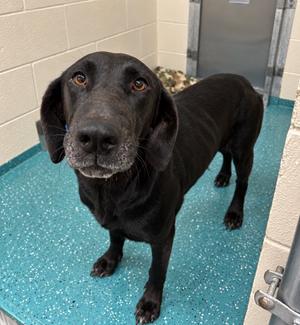 Betty, Labrador Retriever/Mixed Breed, young, available for adoption