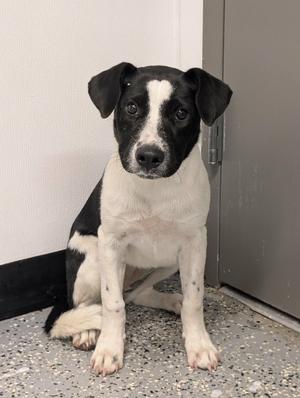 Moo, Pit Bull Terrier/Mixed Breed, young, available for adoption