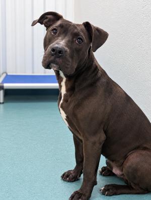 Chico, Pit Bull Terrier, young, available for adoption