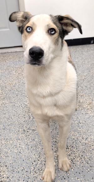 A white and brown dog with blue eyes standing on a speckled floor.