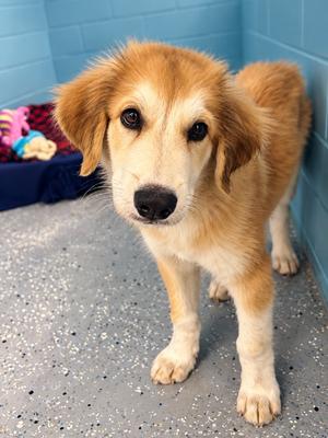 Fred, Pyrenees mix, puppy, available for adoption