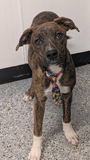 Coop, Labrador Retriever/Mixed Breed, young, available for adoption