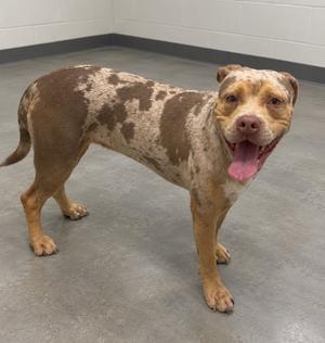 a brown and white spotted dog standing on a gray floor