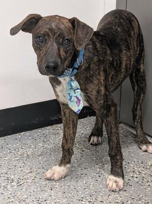 Cam, Labrador Retriever/Mixed Breed, young, available for adoption