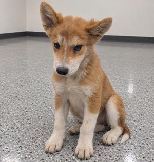 a small brown and white puppy sitting on a gray floor
