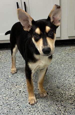 Peabody, Shepherd/Mixed Breed, puppy, available for adoption