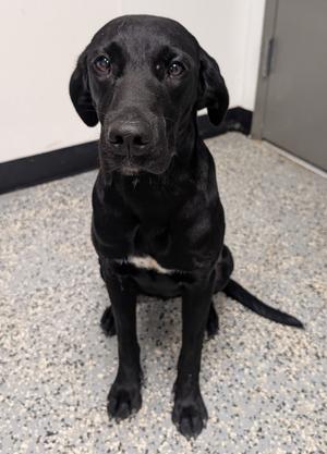 Debbie, Labrador Retriever/Mixed Breed, young, available for adoption