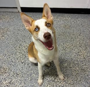 a brown and white dog with blue eyes sitting on a speckled floor