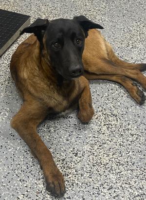Lokie, Belgian Shepherd Malinois, young, available for adoption