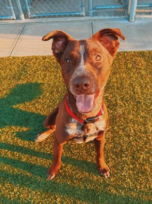 Charlie, Border Collie / Australian Kelpie, young, available for adoption