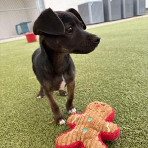 Argos, Chihuahua, young, available for adoption