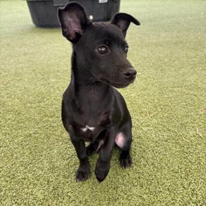 Cerberus, Chihuahua, young, available for adoption