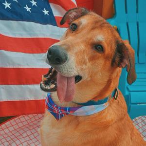 Apollo, Yellow Labrador Retriever / Doberman Pinscher, adult, available for adoption