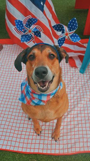 Lunna, Yellow Labrador Retriever / Doberman Pinscher, adult, available for adoption