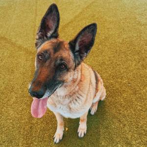 Kim - Lonely Hearts Club, Belgian Shepherd / Malinois / German Shepherd Dog, adult, available for adoption