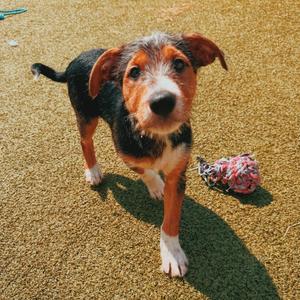 Buckingham, Labrador Retriever / Schnauzer, puppy, available for adoption