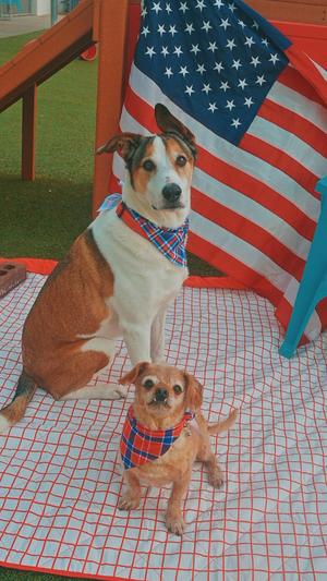 Scoobie and Brownie - Bonded Pair, Australian Shepherd / Terrier, senior, available for adoption