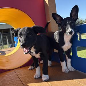 Bull and Dozer, Border Collie / Australian Cattle Dog / Blue Heeler, puppy, available for adoption