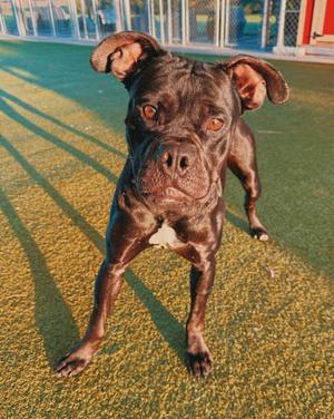 A dark brown dog with large ears stands on a patch of artificial grass.