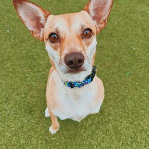 A small dog with large ears and brown eyes is sitting on a green artificial turf surface. The dog has a light brown and white coat and is wearing a blue collar with a pattern of small shapes.
