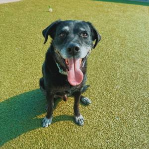 A black dog with a pink tongue sticking out, sitting on a green artificial turf surface.