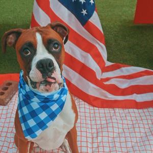 Blaze - In Foster, Boxer, adult, available for adoption