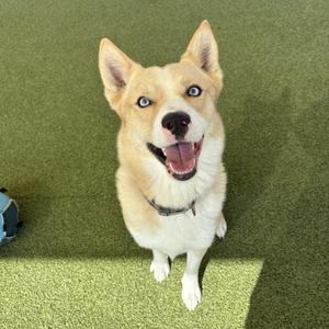 A happy dog with blue eyes and a white and tan coat, sitting on a green artificial turf surface.