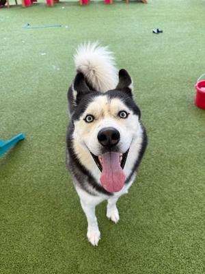 A happy husky dog with blue eyes and a fluffy tail is standing on a green artificial turf, sticking out its tongue.