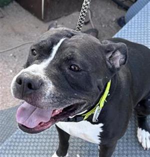 BLUE, American Staffordshire Terrier Mix, adult, available for adoption